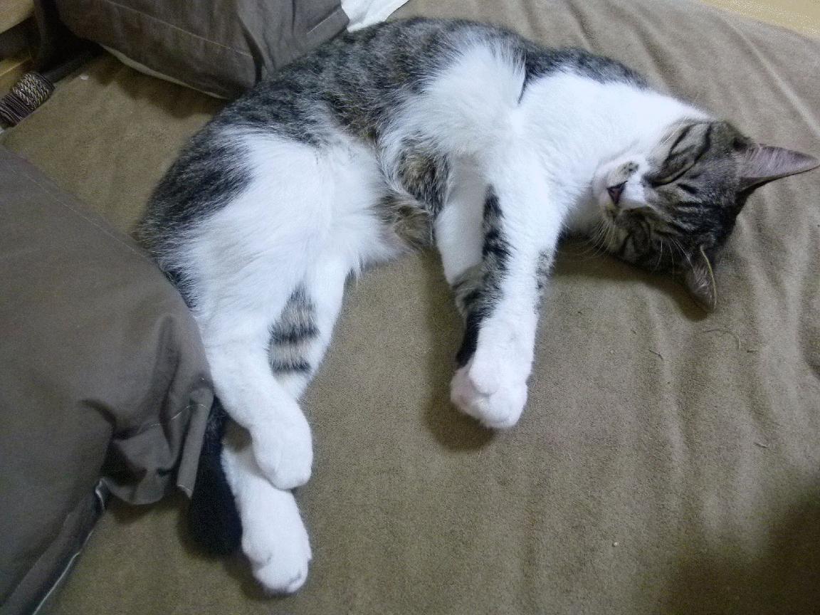 九游APP官网-2019年季后赛:库里连续多场投中30分以上,彰显超级巨星内心强大,nba库里2019赛季详细数据